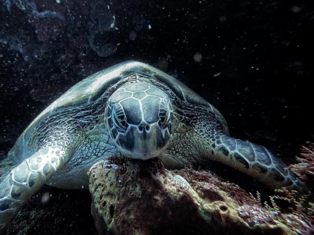 3Will Bunaken Dive Resort Exteriér fotografie